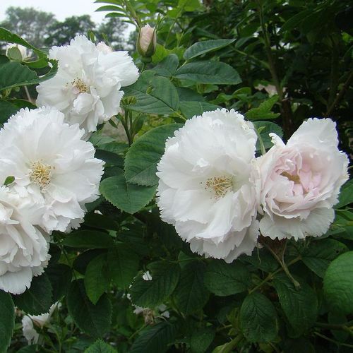 Biały  - Róże pienne - z kwiatami pojedynczymi - korona krzaczasta
